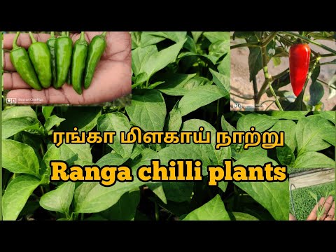 Ranga chilli seedlings