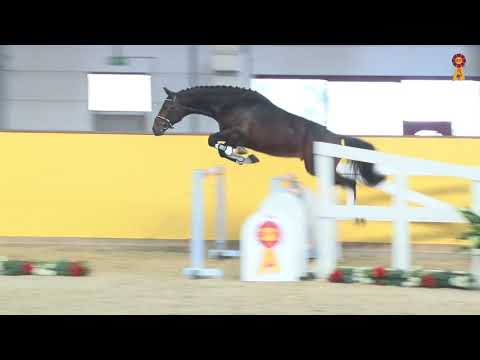 KN 12: Cornet Obolensky x Alexis Z