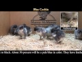 Video: Blue Cochin Baby Chicks