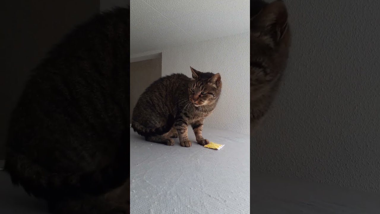 車の上でお休みしてたキジトラさん。 #cat