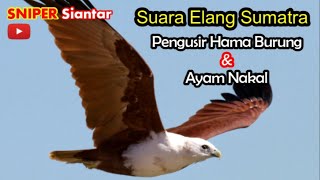 Download lagu Pasang Suara Ini, Seketika Ayam Nakal & Hama Burung Akan Kabur | SUARA BURUNG ELANG PENGUSIR HAMA mp3 Download lagu Pasang Suara Ini, Seketika Ayam Nakal & Hama Burung Akan Kabur | SUARA BURUNG ELANG PENGUSIR HAMA mp3