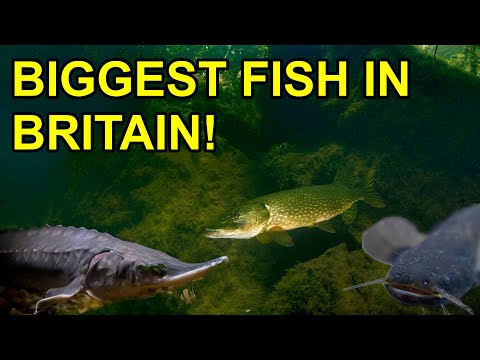 5 Biggest Freshwater Fish in UK