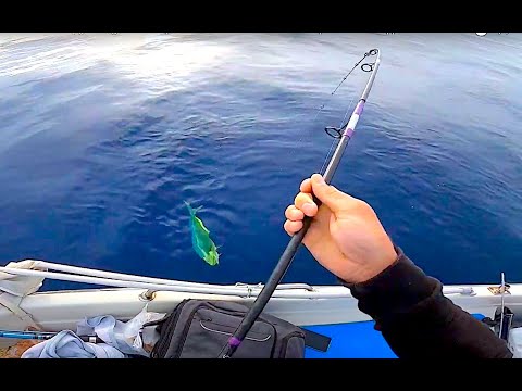 16 peshk per 30 minuta me jig te vogel.peshk shume I rralle. Edhe Mahi Mahi. peshkatar shqiptar