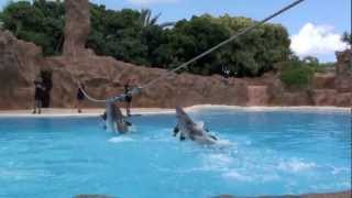 preview picture of video 'Loro Parque Tenerife - Attraction Park'