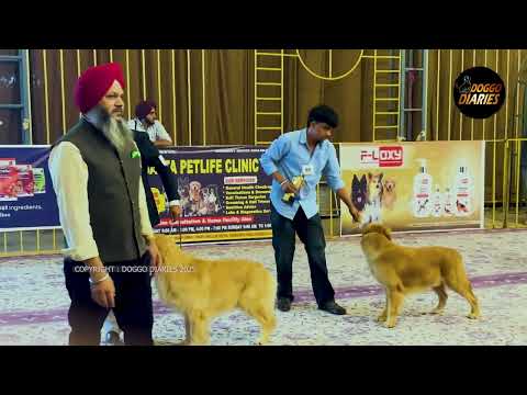 Golden Retriever | Barnala Dog Show | Judge: Baljit Bhullar | 2 Nov 2025 | Doggo Diaries