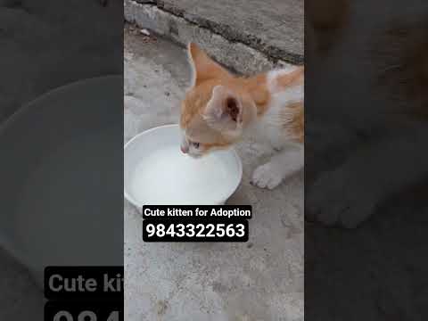 #cute #kitten #adoption 9843322563 #cats #catlovers #pets #trending #viral #big #fun