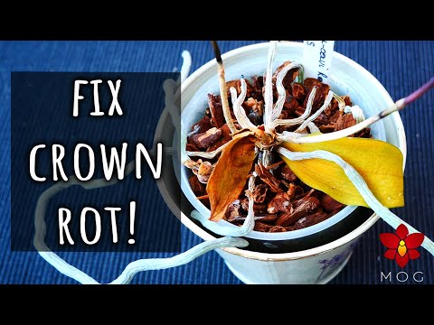 How I save Orchids from Crown Rot with cinnamon! All you need to know | Orchid Care for Beginners Video