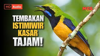 Download lagu MASTERAN CUCAK CUNGKOK GACOR - TEMBAKAN ISTIMIWAR KASAR TAJAM Pembongkar Mental 🔥 mp3 Download lagu MASTERAN CUCAK CUNGKOK GACOR - TEMBAKAN ISTIMIWAR KASAR TAJAM Pembongkar Mental 🔥 mp3