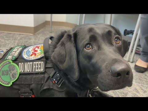 San Diego police introduce Phoebe, the K9 who sniffs out child predators