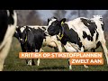LTO: Uitgelekte stikstofplannen raken meer dan 10.000 bedrijven