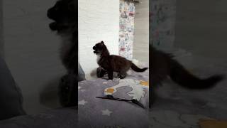 Funny cats 🐱 #cat #cutecat #funnycats #funnyvideo #foryou