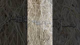 また違うタイプに出会って、つい増えたウスネ #plants #観葉植物 #育成記録 #植物観察 #植物のある暮らし