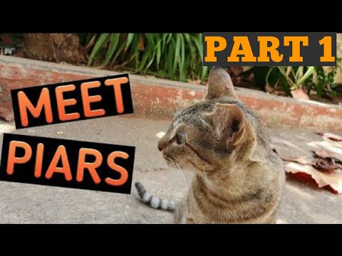 Meet Piars, the cutest and most loyal cat.