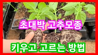 초대박 고추모종 키우고 고르는 방법~ 고추농사 잘짓는방법,삽목,다분지재배,고추모종키우기,만들기,심는시기,주말…