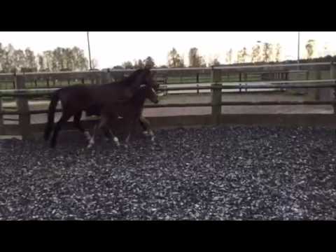 SF von Dressage Royal aus einer Showstar x Ehrentusch Stute *22.03.2016