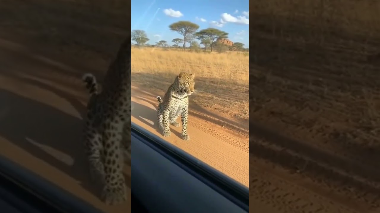 Panic leopard 😂