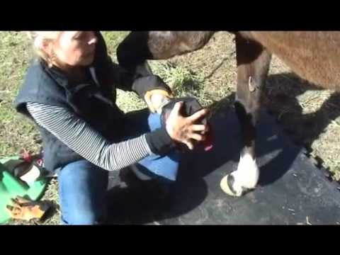 Horse Boots - Cavallo Sport Hoof Boot Fitting