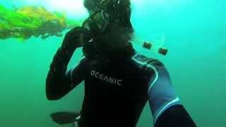 preview picture of video 'Buceo Pichidangui Febrero 2014'