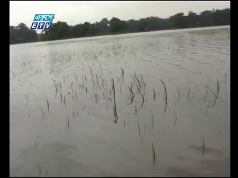 নেত্রকোণায় বৃষ্টি ও পাহাড়ি ঢলে প্রতি বছরই নষ্ট হচ্ছে হাজার হাজার হেক্টরের ফসল | ETV News
