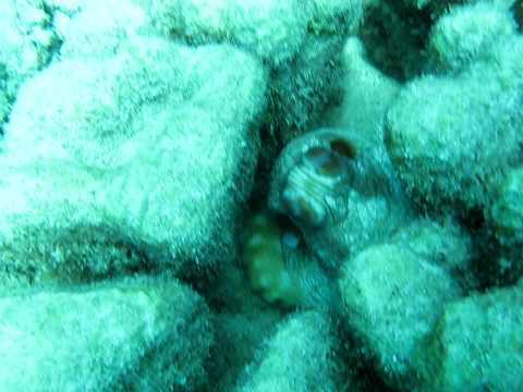 Riffkrake, Hausriff Magic Divers Kalawy,Ägypten