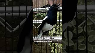 Download lagu suara burung kacer pagi hari mp3 Download lagu suara burung kacer pagi hari mp3