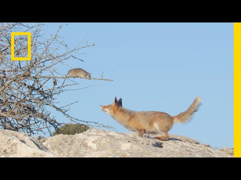 Zobacz, jak poluje rudy lis! | Sekrety śródziemnomorskiej przyrody
