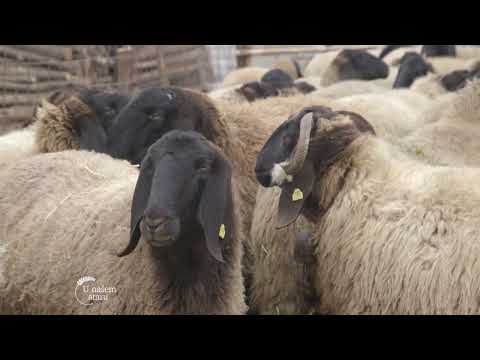 Uzgoj OVACA rase CIGAJA - U nasem ataru 939