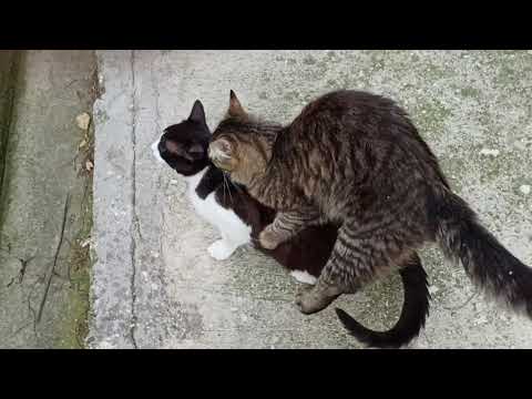 2 Male Cats started to Mate during my garden visit!