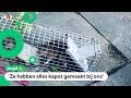 Veel overlast door ratten: 'Ze lopen overal'