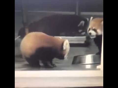 Red Panda gets scared Vine