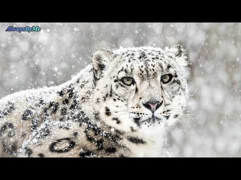 THE #FOOD STORAGE STRATEGIES OF ANIMALS Creative Ways Animals