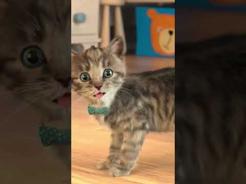 LITTLE KITTEN HALLOWEEN GAME