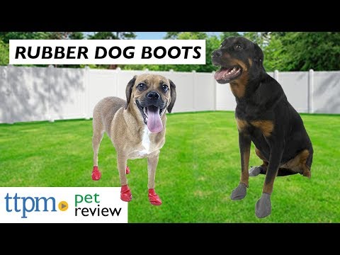 Dog Gear Review | Rubber Dog Boots from Protex Pawz