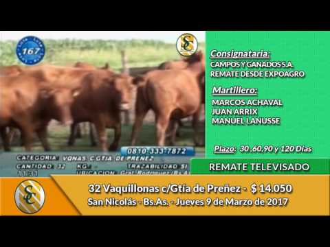 09-03-17 - Venta de Vientres - Remate Televisado Campos y Ganados SA - San Nicolas