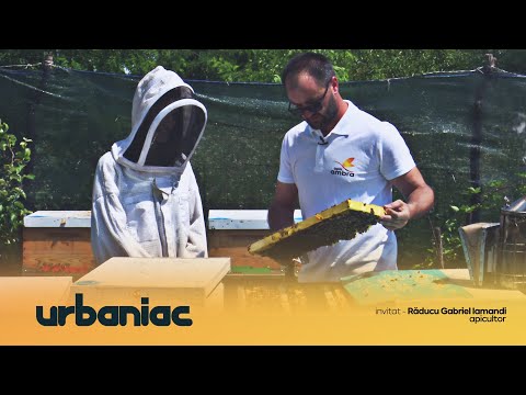 URBANIAC S05E19 – Apicultura, între pasiune și afacere rentabilă