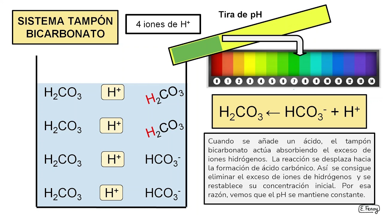 Soluciones tampón- Sistema tampón bicarbonato
