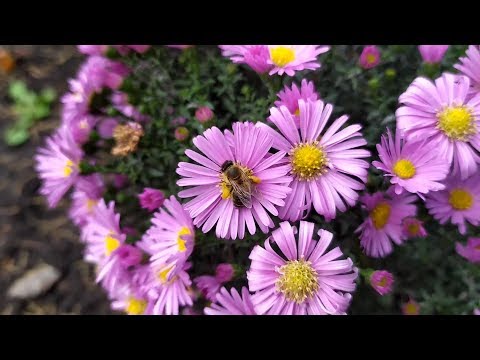 10 октября пчелы собирают пыльцу