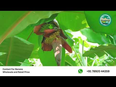 Chandrashekar Fruit Traders: Your Ultimate Banana Destination for Wholesale and Retail Deals !