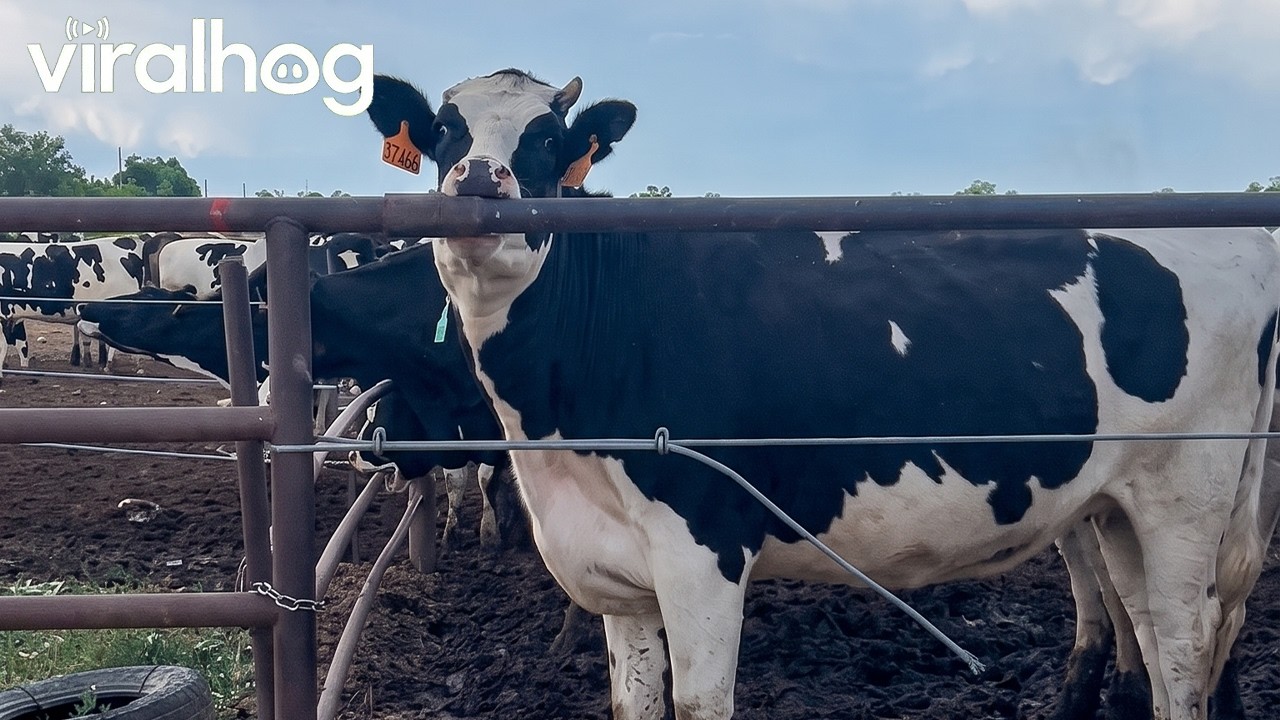 Why Are All These Cows Licking the Fence? || ViralHog