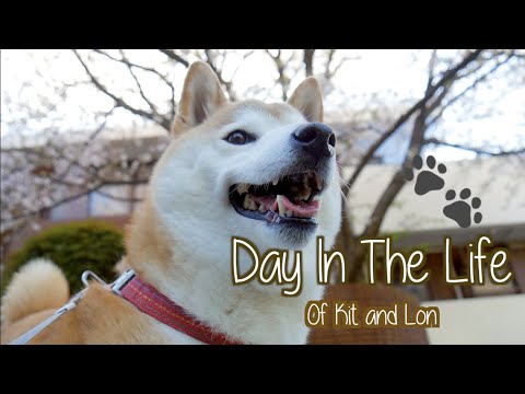 ペットダイアリー。キットとロンの生活の中でリラックスした一日 柴犬と猫の丸一日 (Pet Diaries: Relaxing Day In The Life Of Kit and Lon 柴犬と猫の丸一日)