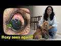 Against All Odds: Roxy's Journey from Blindness to Recovery - Episode 56