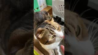 【猫多頭飼い】帰宅後の猫たち #猫動画 #猫かわいい #猫多頭飼い #ねこ #ネコ #cats