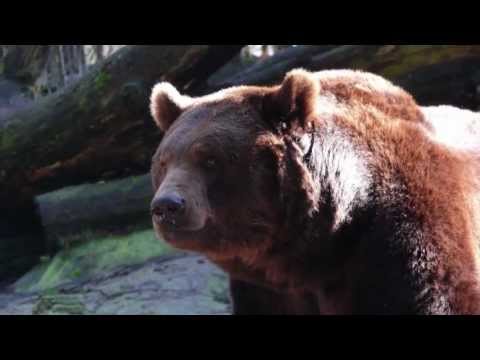 生物多様性の損失 (Loss of Biodiversity)