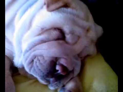 Schnarchkonzert Shorty