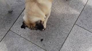 Pug vs. Bug