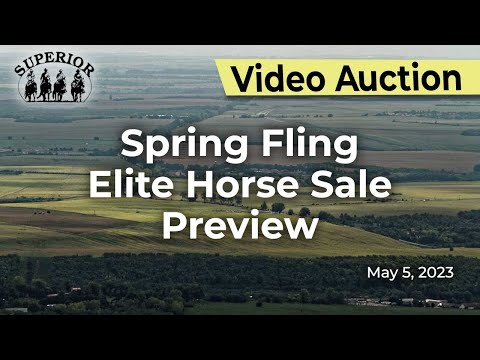 Spring Fling Elite Horse Sale - Preview