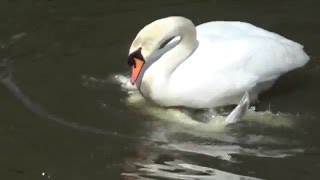 Swan Sex: Brilliant Rare Footage.