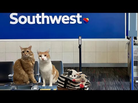 CATS EYE WITNESS NEWS - MIDDLE SEAT