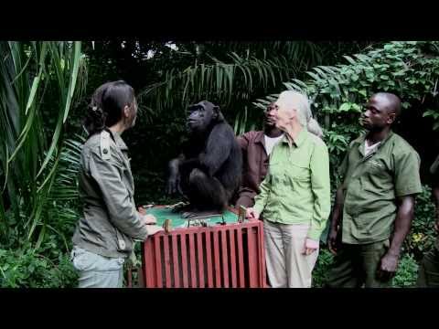 Emouvant, ce chimpanzé salue celles qui l'ont sauvé !