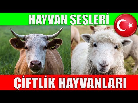 , title : 'Çiftlik Hayvanları ve Hayvan Sesleri - Çocuklar ve Bebekler için Türkçe Okul Öncesi Eğitici Video'